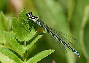 Immature female azure damselfly