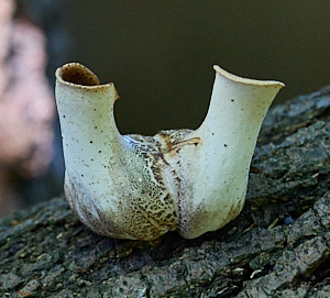 Early growth of bracket fungus