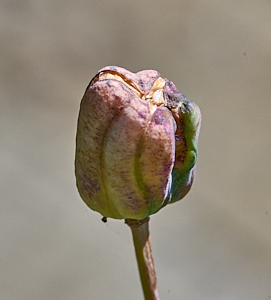 Sankeshead fritilary seed head
