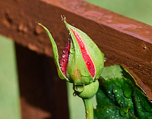 Leaping salmon rose bud