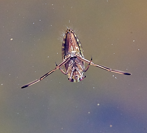 Water insect