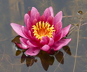 Pink and yellow lily