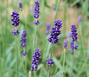 Lavender flowers