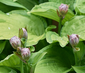 Hosta starting to flower