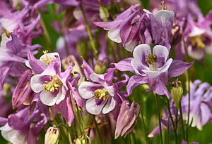 Close up of Aquiligia flowers