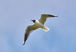 Black headed gull in flight