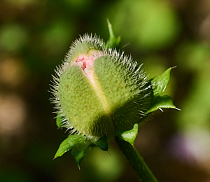Poppy head about to open
