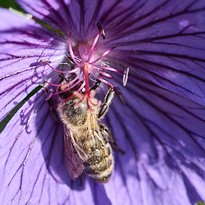 Bee on Johnsons blue