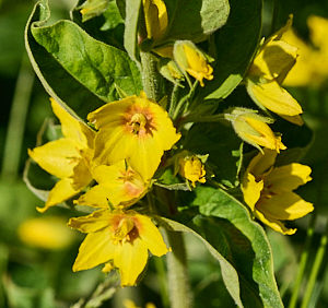 Close up of yellow pond plant