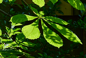 Horse chestnut leaf
