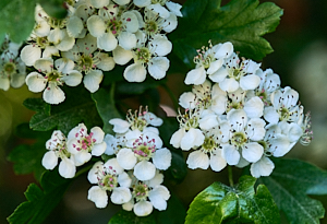 White hawthorn flowers