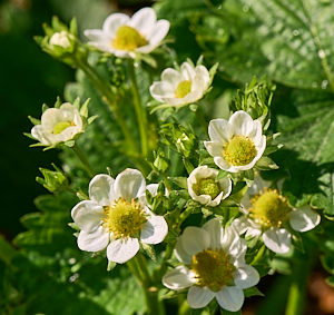 Strawberry flowers