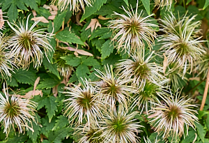 Clematis when it has finished flowering