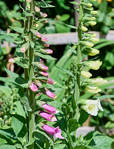 Foxgloves in flower