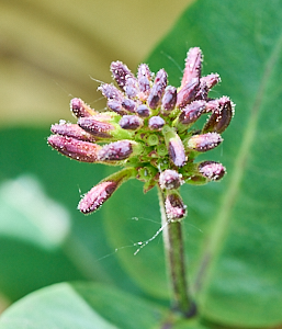 Honeysuckle bud