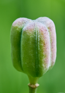 Snakeshead fritillary seed head