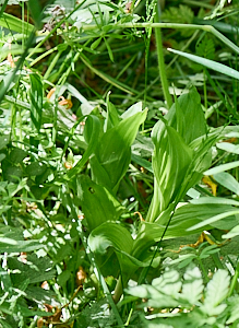 Broad leaved heliborine in the hedge