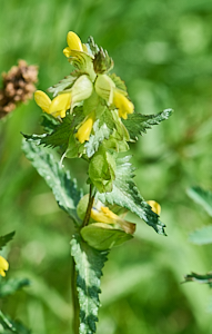 Yellowrattle in flower