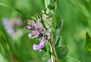 Small mauve flower