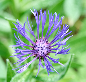 CLose up of purple flower