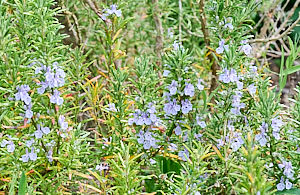 Rosemary in flower