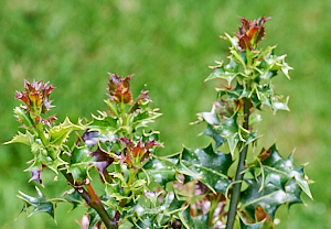 Holly bush showing new growth