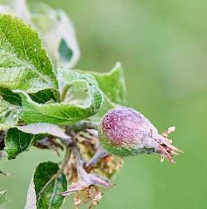 Very small apple on branch