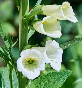 Close up of white foxglove flower