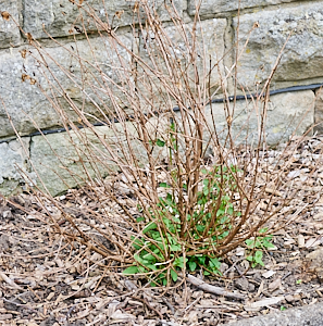 Fuschia starting get leaves