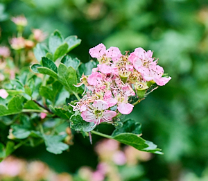 Pink hawthorn flowers