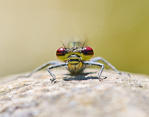 Red damselfly close up of head