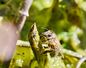 Insect on pond plant