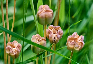Snakeshead fritillary seed heads opening