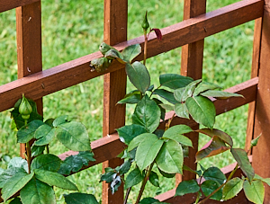 Three buds ona leaping salmon rose