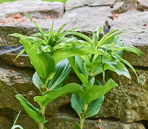 Pair of Broad leaved heliborines growing against a wall