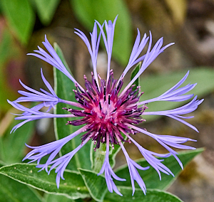 Close up of delicate mauve flower