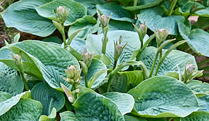 Mulitple Hosta flowers