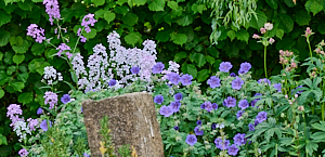 Several colourful plants together