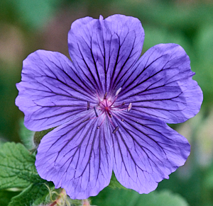 Close up of purple flower