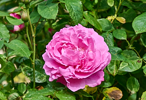 Pink rose