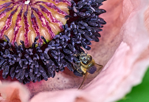 Insect inside pink poppy flower