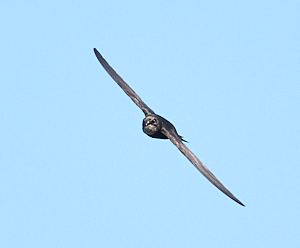 Swift in flight