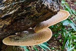 Large funghi plates growing on a tree