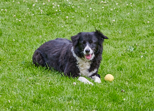 Black & white collie lying on grass