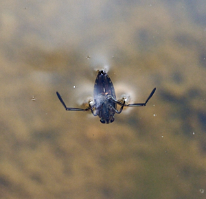 Bug swimming upside down in pond