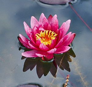 red and yeloow water lily