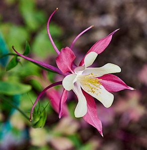 Red and yellow aquilegia flower