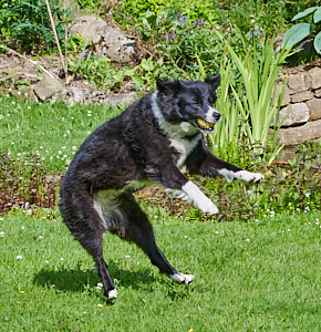 Black & white collie jumping for a ball