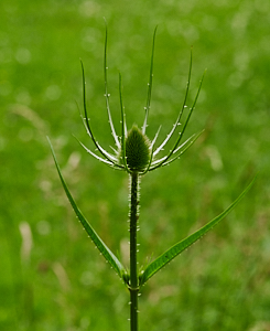 RTeasel before flowering