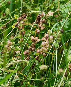 Yellowrattle seed pods
